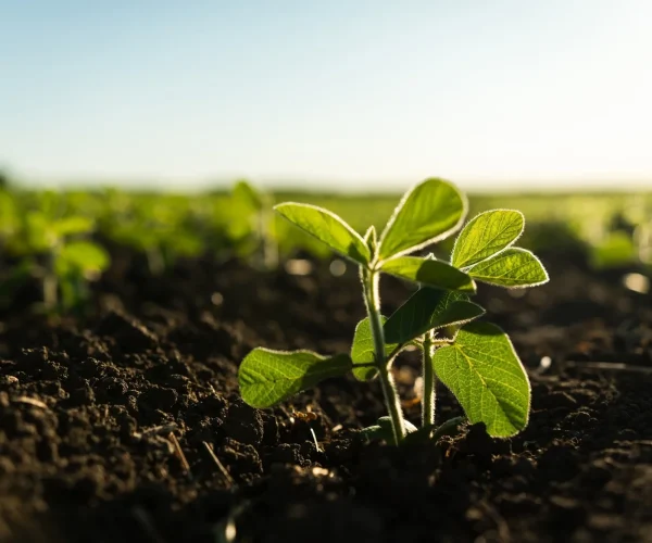 Sphaira Nanotecnologia (14)