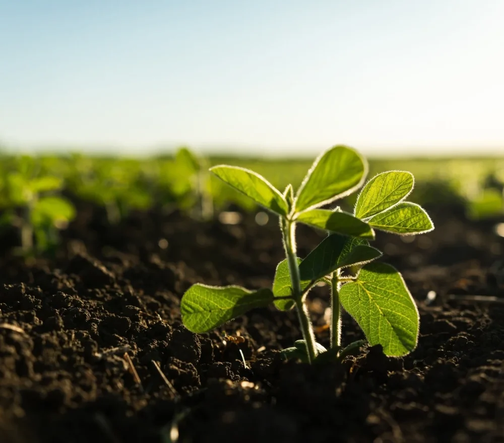 Sphaira Nanotecnologia (14)