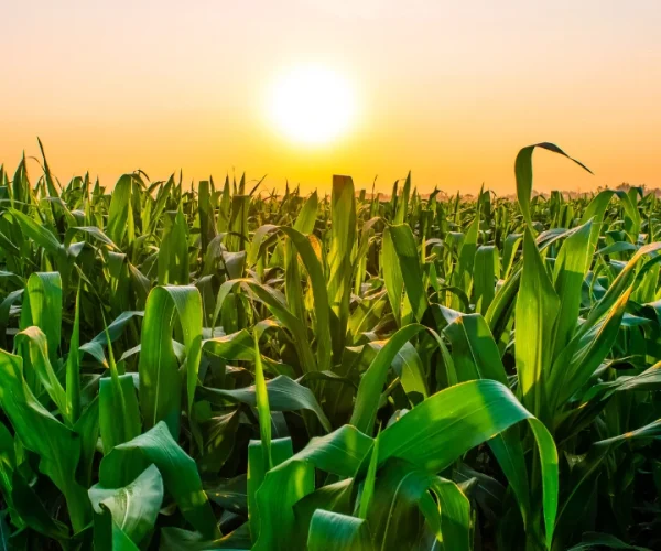 sphaira nanotecnologia (1)~1