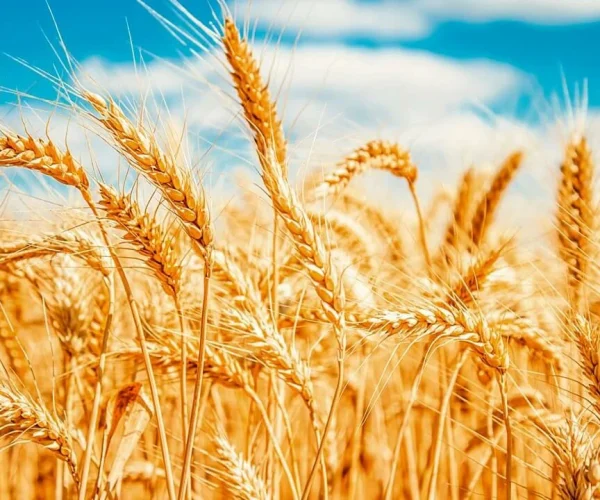 sphaira nanotecnologia (2)