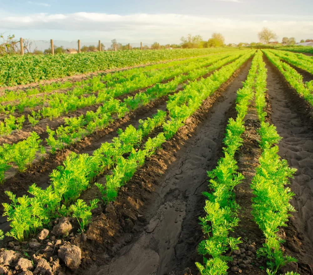 sphaira nanotecnologia (25)