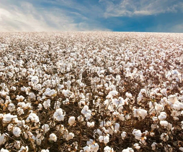 sphaira nanotecnologia (4)