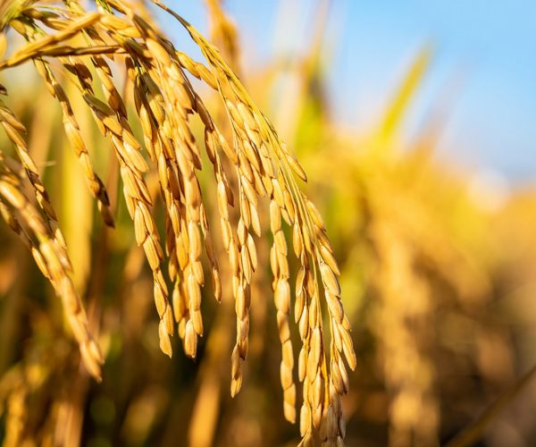 sphaira nanotecnologia